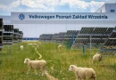 Volkswagen сонячна ферма у Познані: вівці замість газонокосарок під 31 000 панелей