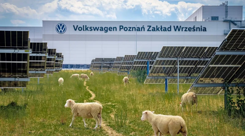 Volkswagen сонячна ферма у Познані: вівці замість газонокосарок під 31 000 панелей